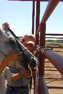 Learning to put bridle bit in horses mouth